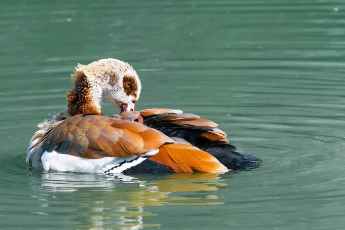 Nilgans，鹅，水禽，水，鸟，动物，游泳