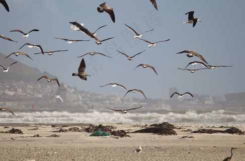 海鸥，鸟，飞，觅食，一群鸟，群