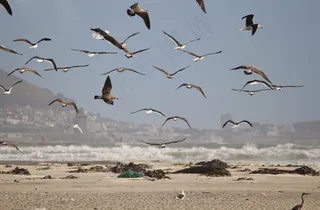 海鸥，鸟，飞，觅食，一群鸟，群