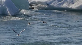 冰川湖，鸟类，狩猎，鱼，北极燕鸥，冰岛