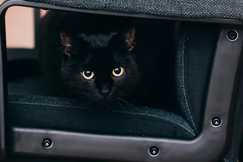 黑色,猫,眼睛,动物 黑色,猫,眼睛,动物