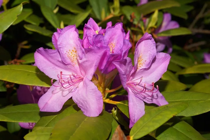 开花，杜鹃花，春天，花，性质