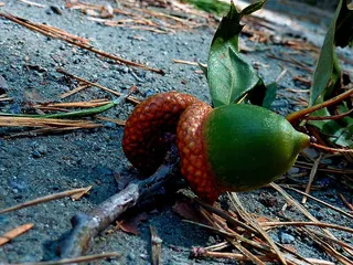 秋天，秋天的树叶，叶子，秋天的颜色，叶子