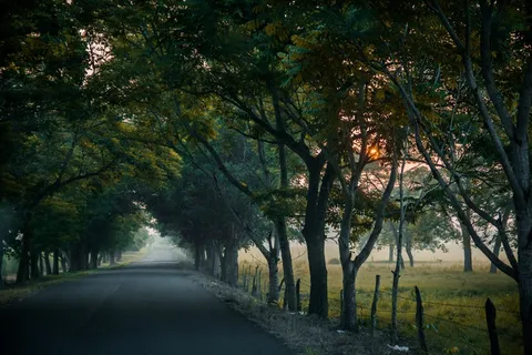路径,树木,草 路径,树木,草