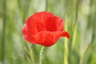 罂粟，花，字段，原野，春天，自然