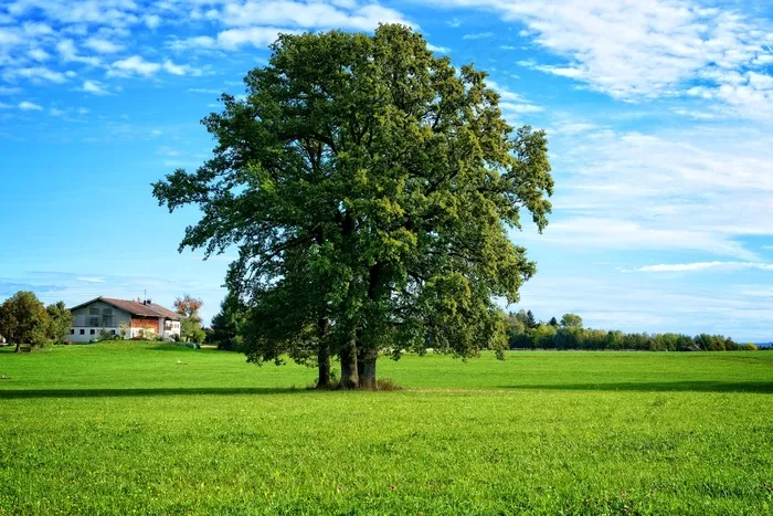 树，单独，景观，Chiemgau，巴伐利亚