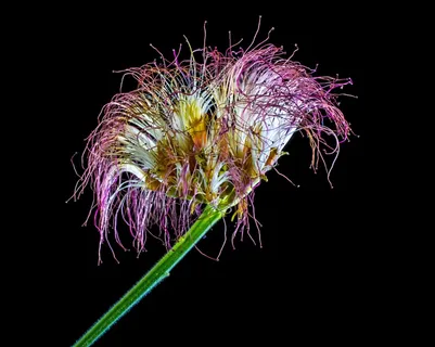 Schamscha花，开花，开花，有毛