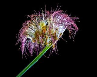 Schamscha花，开花，开花，有毛