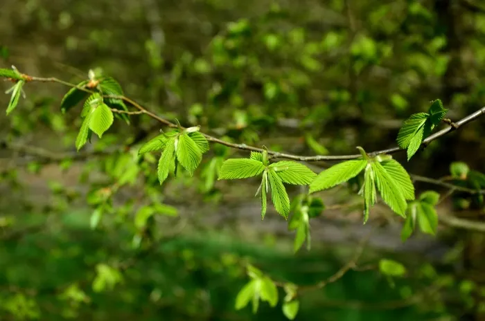 叶子，年轻的绿色，绿色，年轻的叶子，Frisch，道路