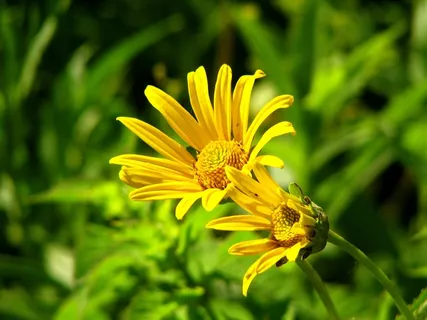 花,翠菊,黄色,盛开,花瓣,开花,多彩 花,翠菊,黄色,盛开,花瓣,开花,多彩
