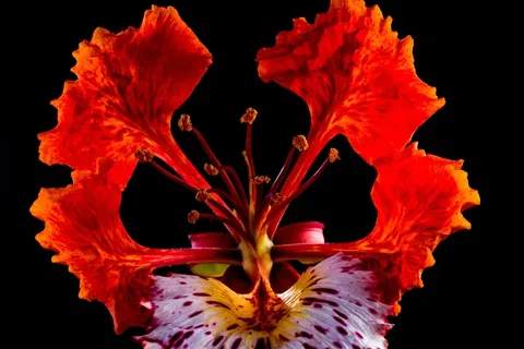 开花，开花，红色