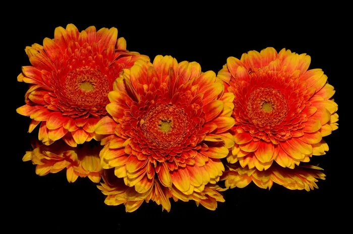 橙色，花，秋天