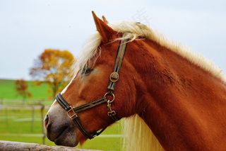 马，动物，骑马，Reiterhof，棕色，耦合，草地