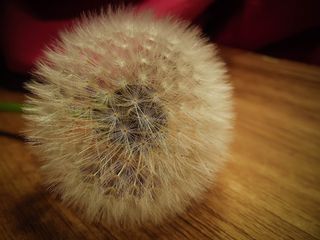 蒲公英，种子，蒲公英，性质，植物，开花