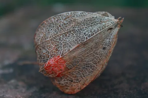 秋季,水果,秋季装修,脆弱,敏感 秋季,水果,秋季装修,脆弱,敏感