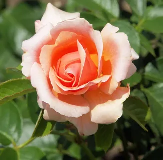 玫瑰,花,布什,自然,花的,夏天,粉红色,桃 玫瑰,花,布什,自然,花的,夏天,粉红色,桃