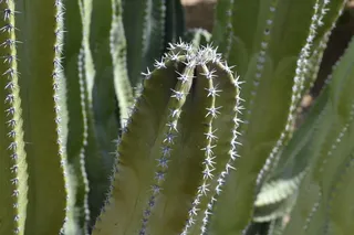 仙人掌，绿色，刺，沙漠，自然，植物，自然