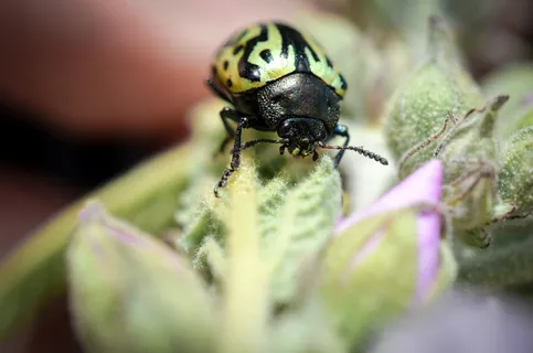 Bug,昆虫,绿色,宏,甲虫 Bug,昆虫,绿色,宏,甲虫