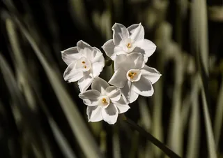Jonquils，鲜花，白色，绽放，灯泡，花园，春天
