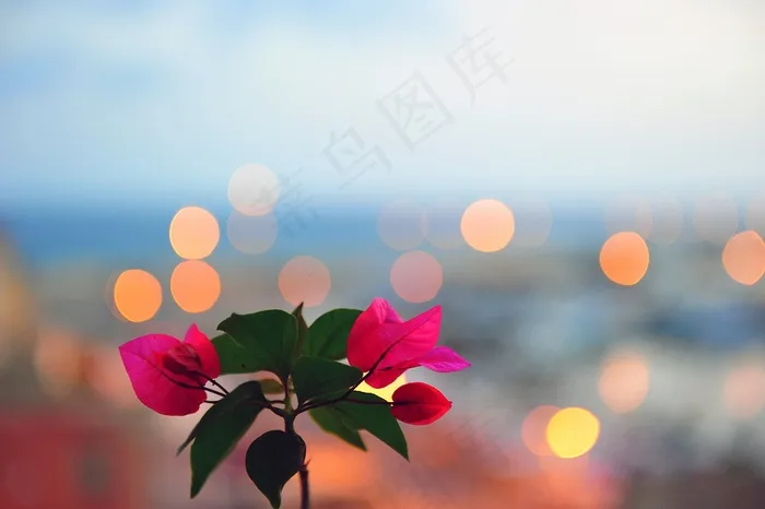 花，散景，背景，灯，粉红色，花的
