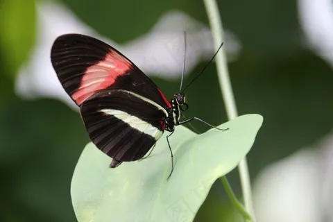 蝴蝶,黑色,昆虫,Morphos 蝴蝶,黑色,昆虫,Morphos