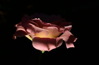 玫瑰，粉红色，盛开，鲜花，花瓣