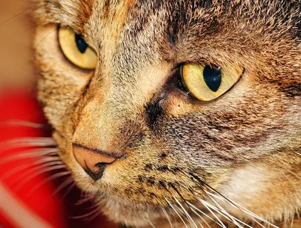 猫,头,母,猫的脸,家猫,猫的眼睛 猫,头,母,猫的脸,家猫,猫的眼睛