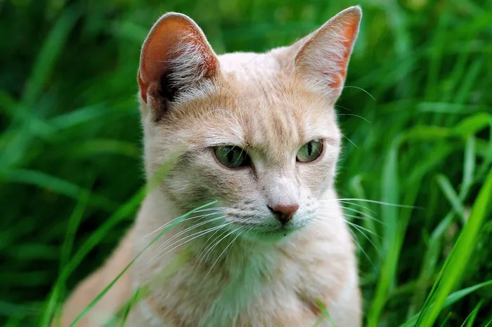 猫，女性，肖像，毛皮，动物，宠物，优雅，头