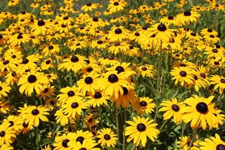 黑眼苏珊，鲜花，黄色的花朵，黄金菊