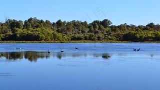 澳大利亚，水禽，鸟，自然，鸟类