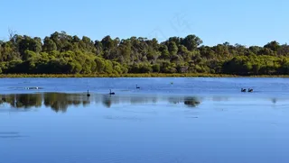 澳大利亚，水禽，鸟，自然，鸟类