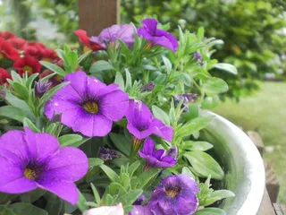 鲜花，自然，花的，植物，自然，开花，盛开