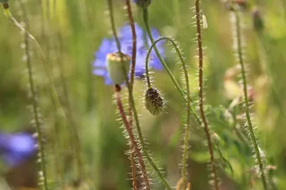 矢车菊，夏天草地，灌木，植物，植物区系，自然