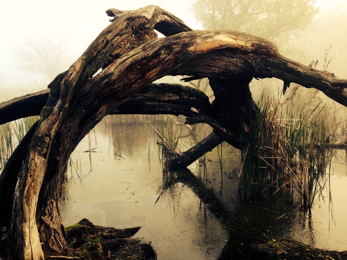 沼泽，部落，湖泊风景，树皮，树，性质，木，心情，雾