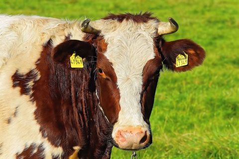 牛，年轻的动物，红色，农业，牛肉，可爱