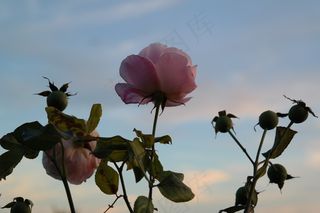 玫瑰，开花，盛开，粉红色，玫瑰果，水果，花