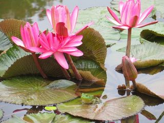 青蛙，池塘，水，绿色，动物，两栖类，自然
