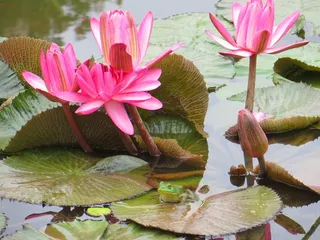 青蛙，池塘，水，绿色，动物，两栖类，自然