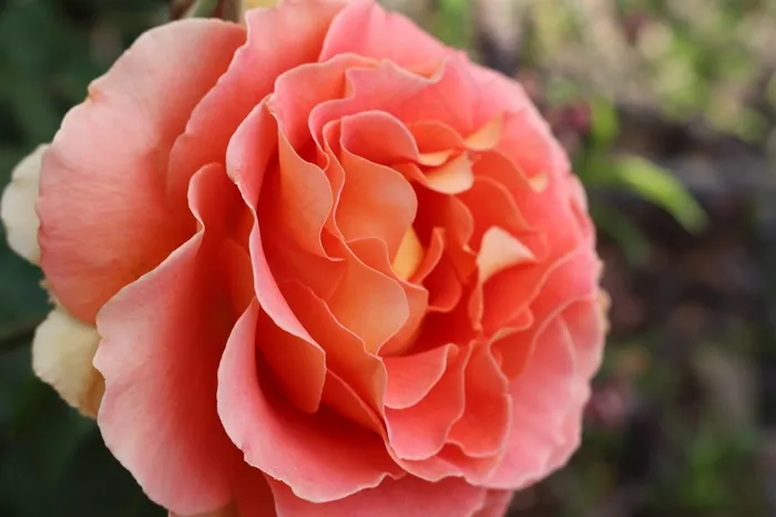 花，玫瑰，花园，粉红色，花的，自然，开花