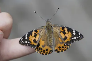 蝴蝶，手指，手，昆虫，自然，降落，关闭