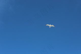 海鸥，蓝色，天空，性质，背景，鸟，动物