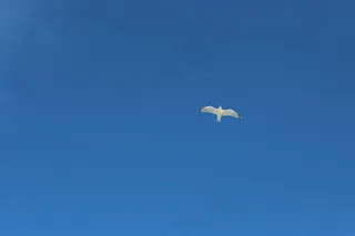 海鸥，蓝色，天空，性质，背景，鸟，动物