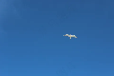 海鸥,蓝色,天空,性质,背景,鸟,动物 海鸥,蓝色,天空,性质,背景,鸟,动物