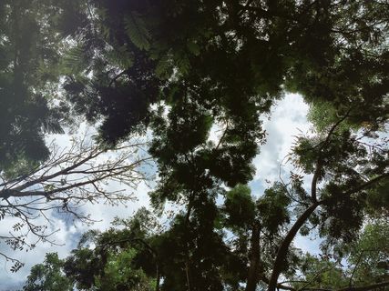 树,生态林,雪树银花,三宝树,山峦,叶树森林