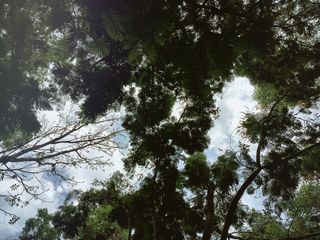 树,生态林,雪树银花,三宝树,山峦,叶树森林