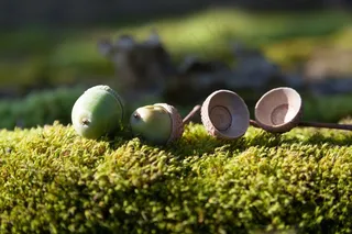 橡果，橡子，水果，橡木，栎属，属