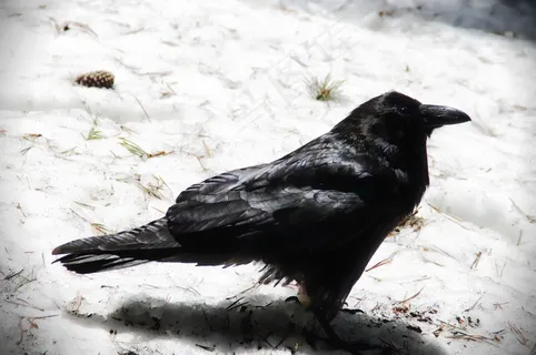 乌鸦,鸟,乌鸦,雪,冬季,黑色,Aves,禽 乌鸦,鸟,乌鸦,雪,冬季,黑色,Aves,禽