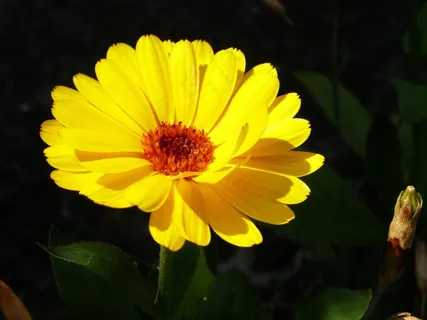 黄色,天然,花朵 黄色,天然,花朵