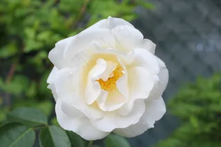 花，罗莎，白，白玫瑰，性质，花园，植物