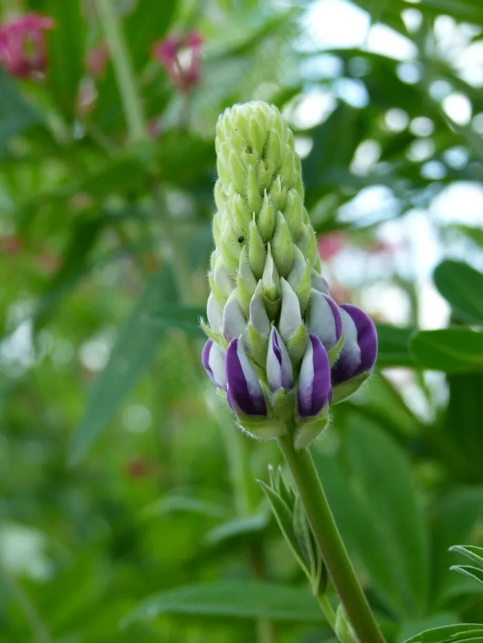 芽，Snap龙，盛开，花，性质，快照，盛开